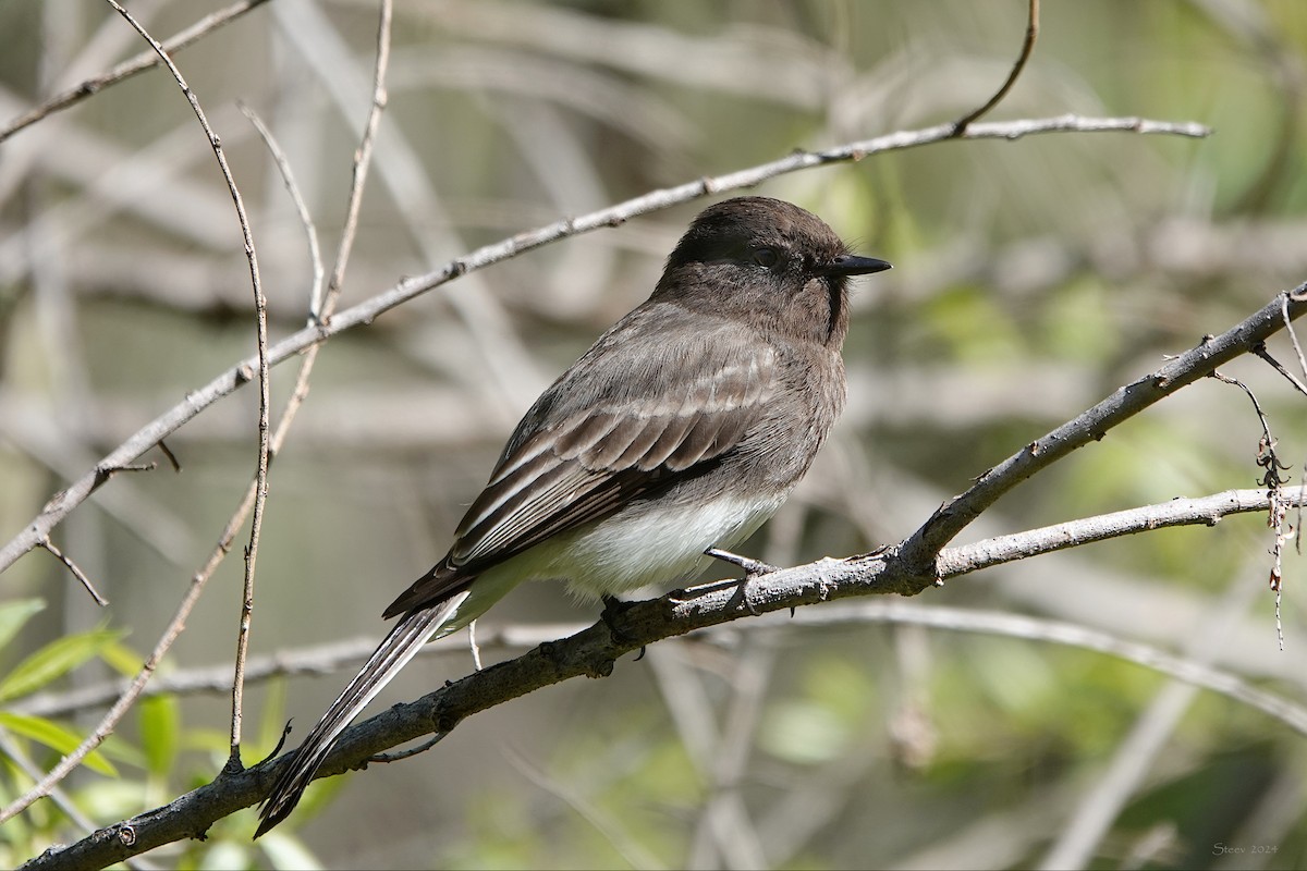 Black Phoebe - ML616560231