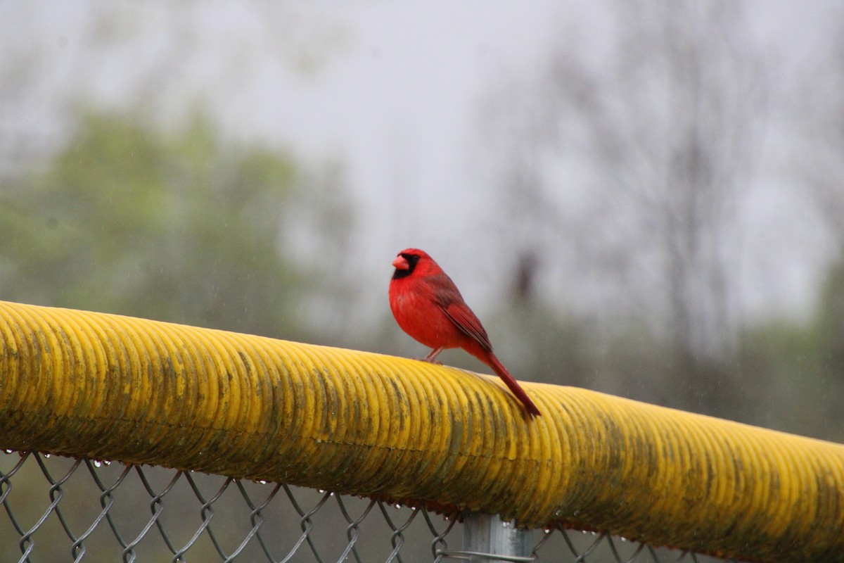 Northern Cardinal - ML616560238