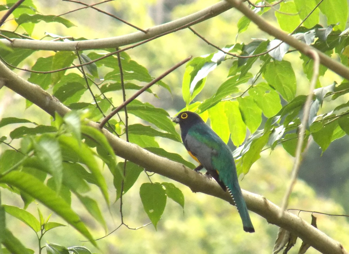 trogon podvazkový - ML616560244