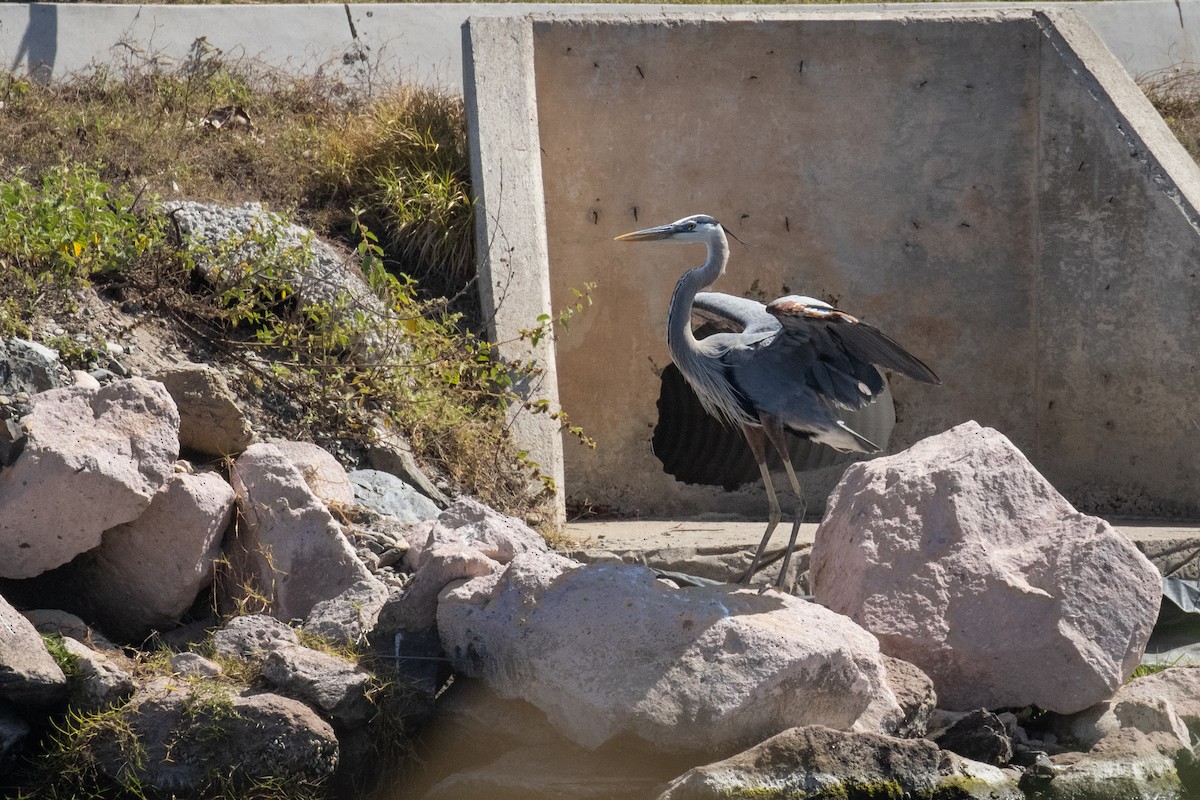 Great Blue Heron - ML616560300