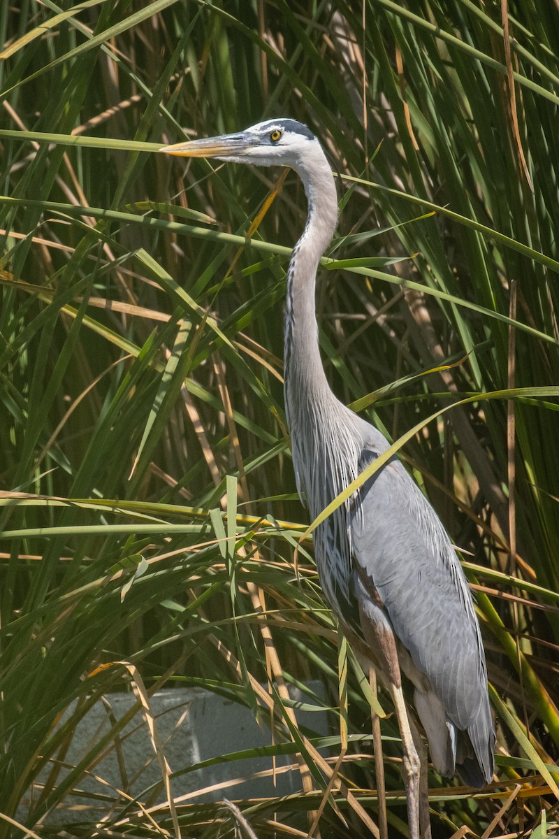 Great Blue Heron - ML616560301