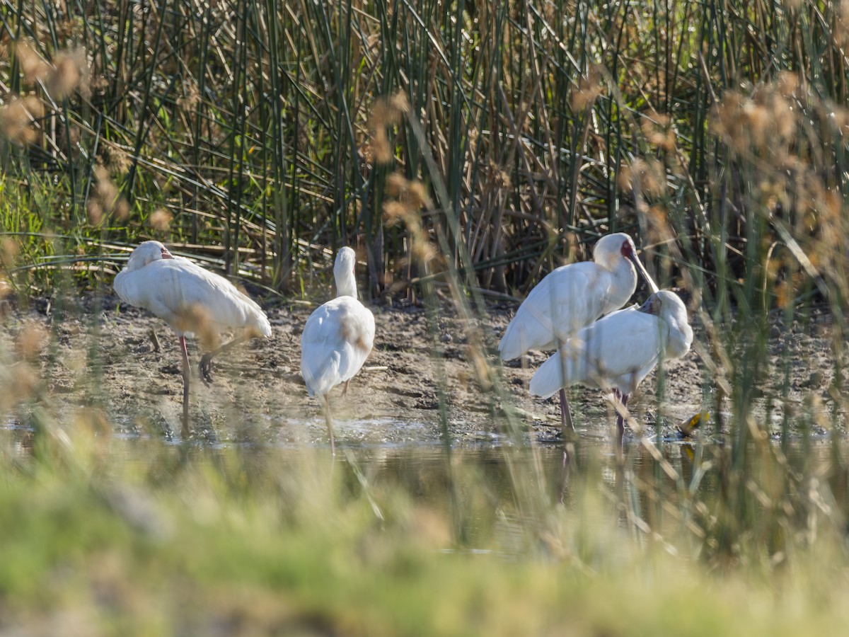 African Spoonbill - ML616560327