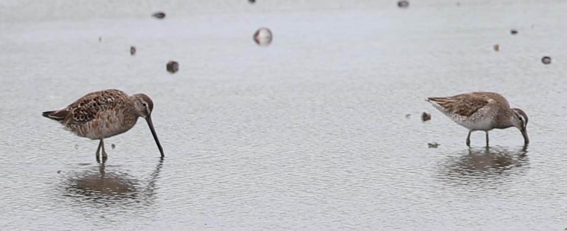 Long-billed Dowitcher - Lisa Rose