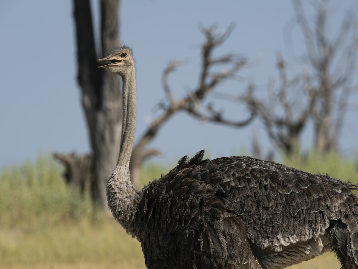 Common Ostrich - ML616560352