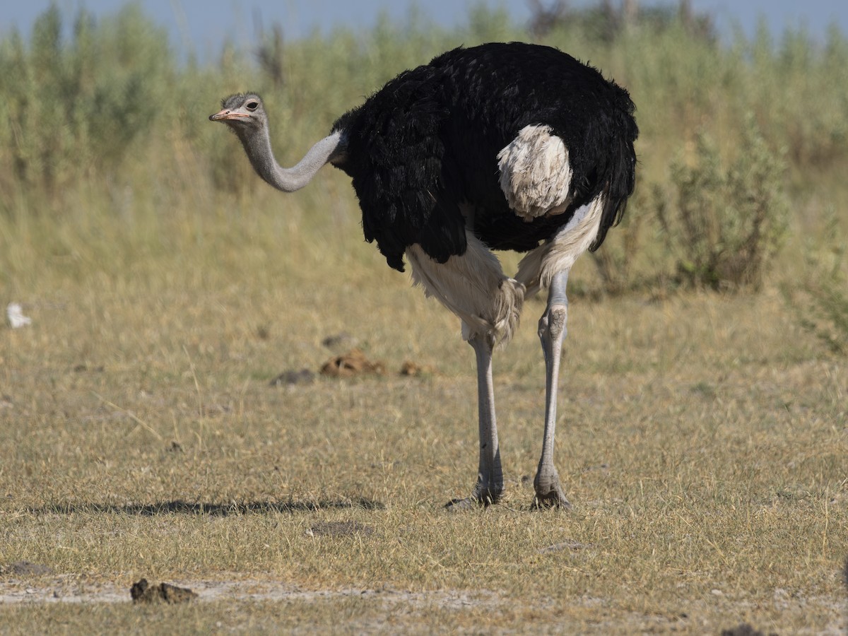 Common Ostrich - ML616560353