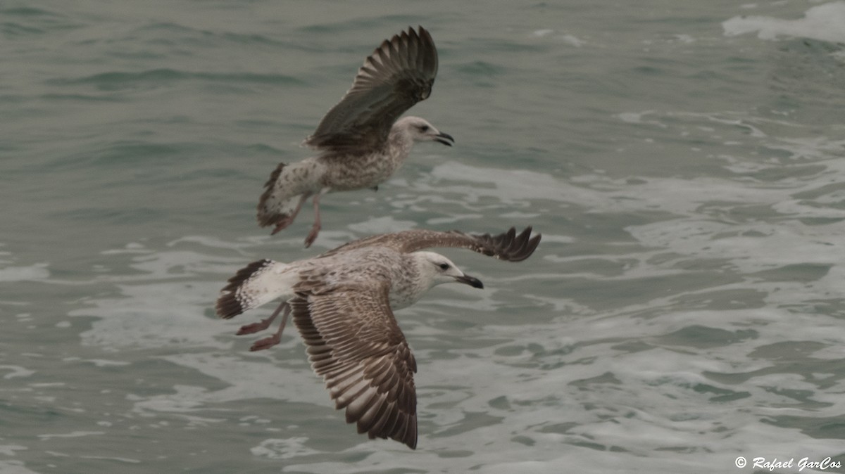 Caspian Gull - ML616560402