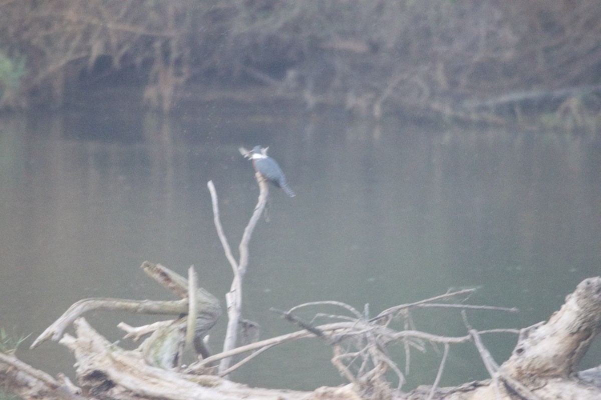 Ringed Kingfisher - ML616560412