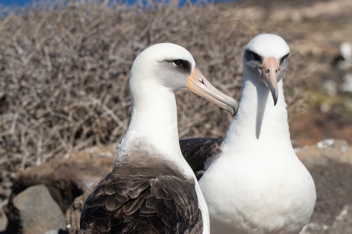 albatros laysanský - ML616560422