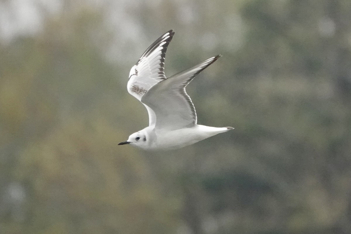 Bonaparte's Gull - Richard Hall