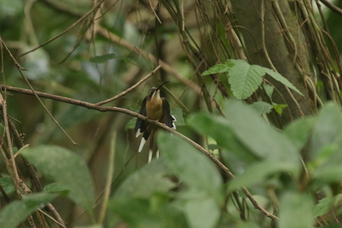 Planalto Hermit - ML616560493