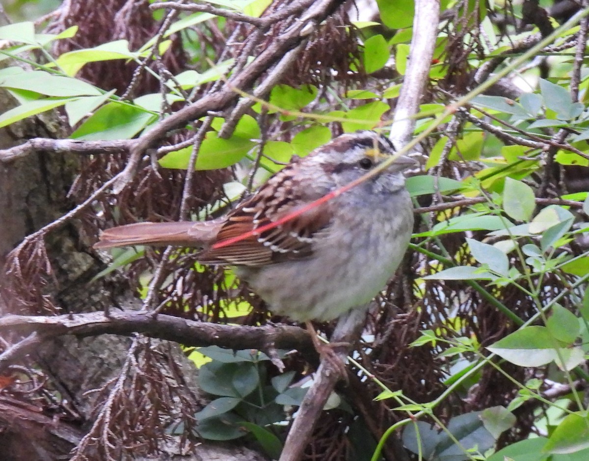 White-throated Sparrow - ML616560526