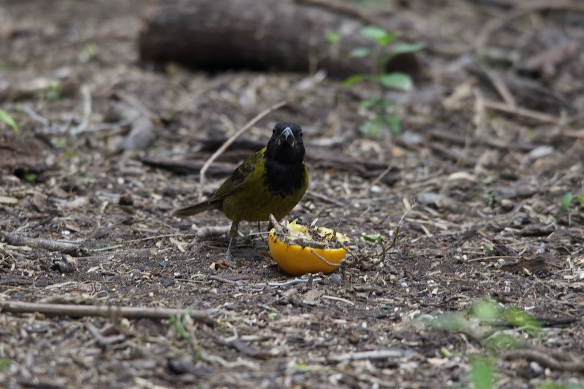 Crimson-collared Grosbeak - Brandi Steuer