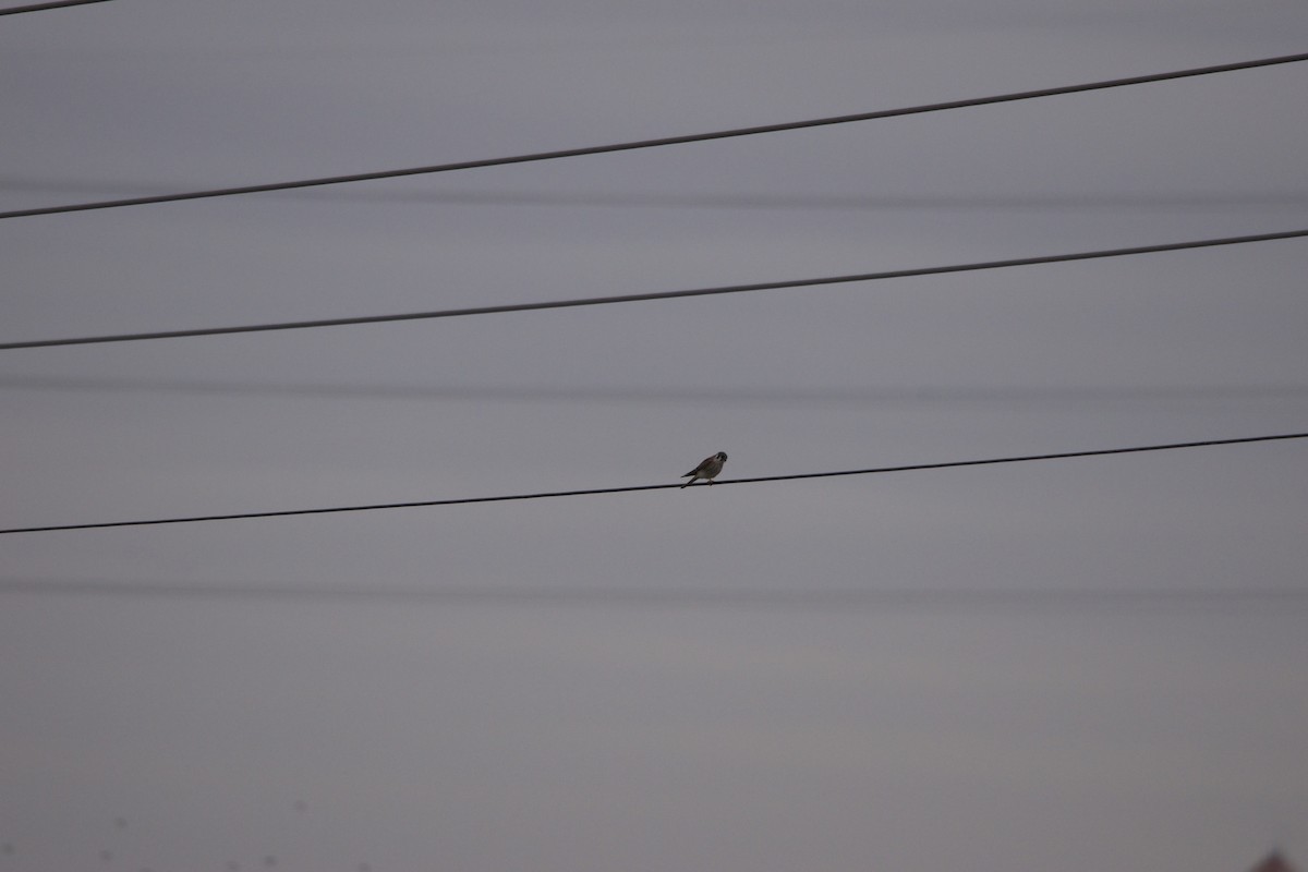 American Kestrel - ML616560561