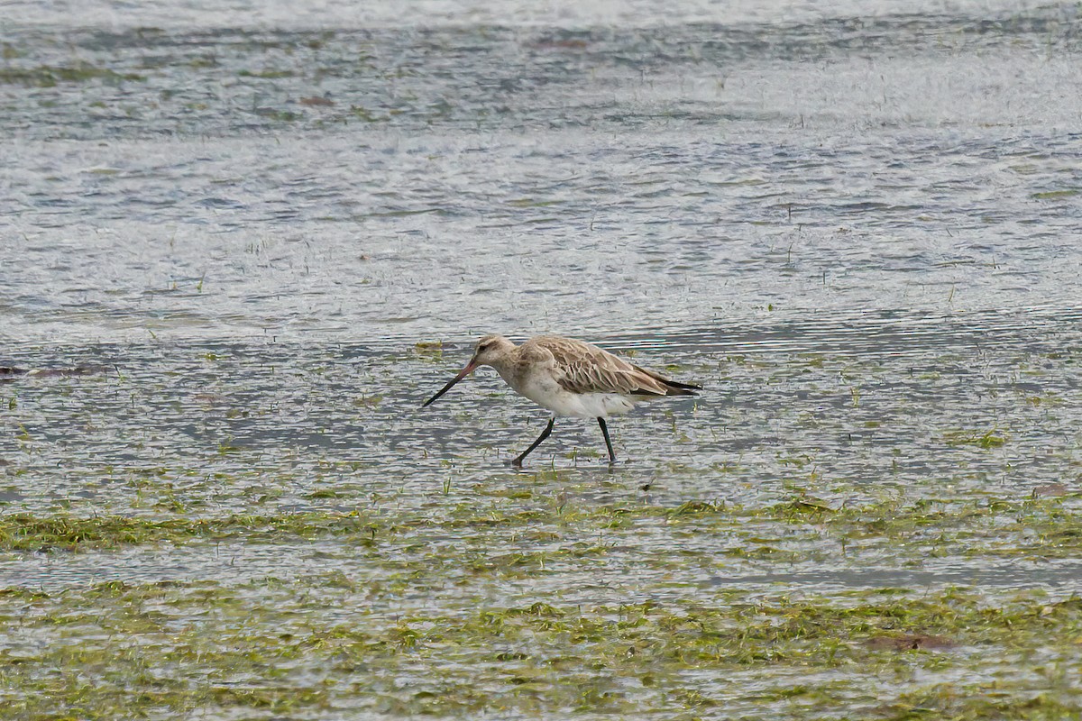 Bar-tailed Godwit - Manuel Fernandez-Bermejo