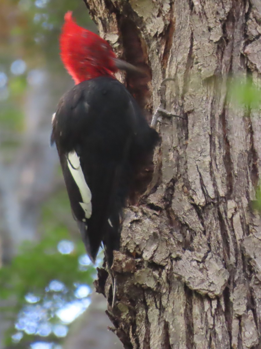 Magellanic Woodpecker - ML616560583