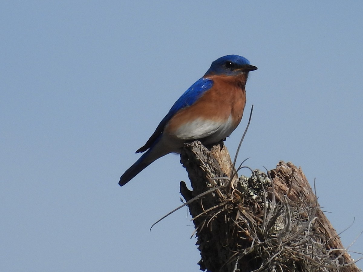 Eastern Bluebird - Kathy Springer