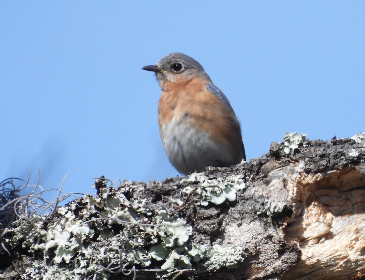 Eastern Bluebird - ML616560637