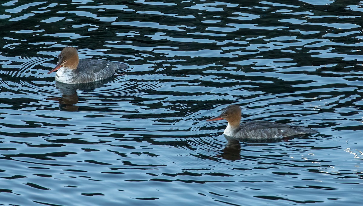 Red-breasted Merganser - ML616560647