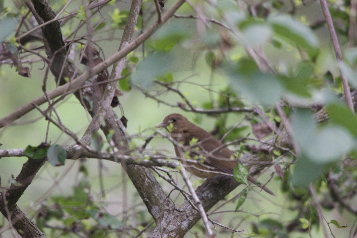 Clay-colored Thrush - ML616560651