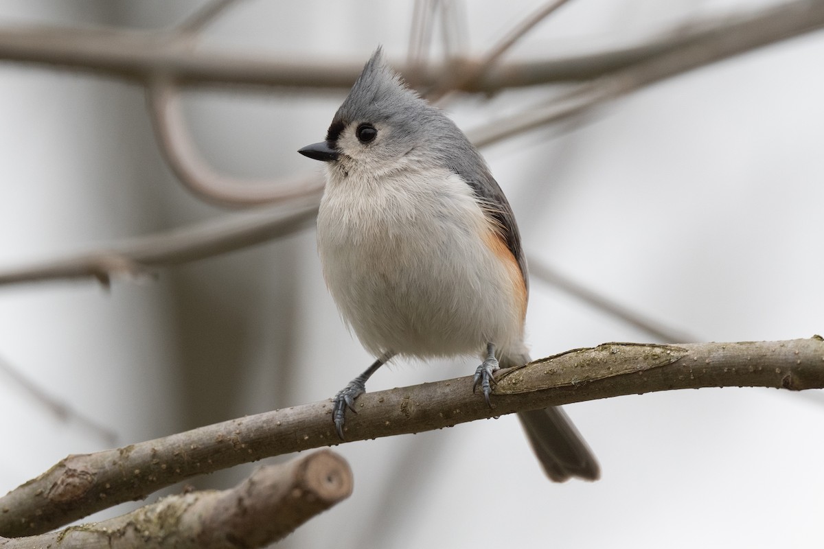 Tufted Titmouse - Court Harding