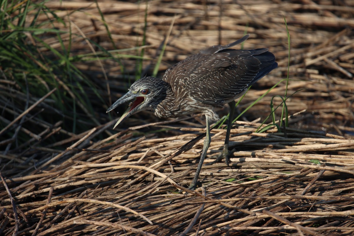 Yellow-crowned Night Heron - ML616560686