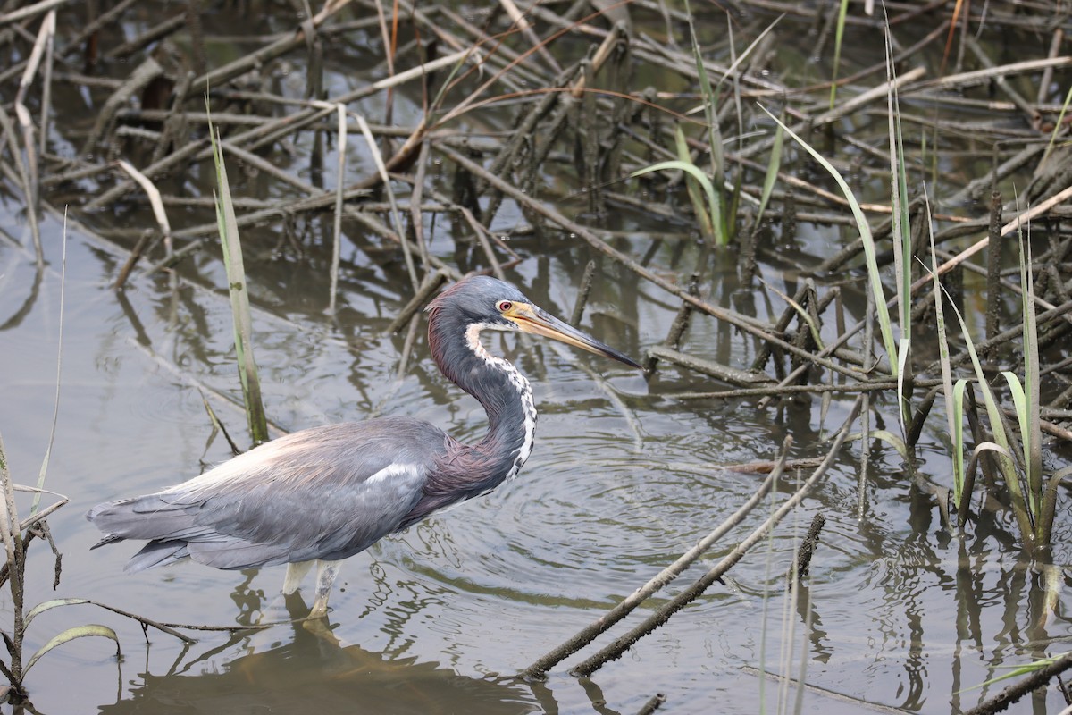 Tricolored Heron - ML616560700