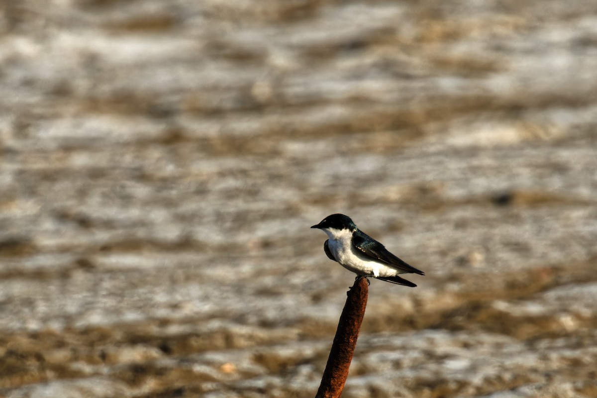 Mangrove Swallow - Doug  Ward