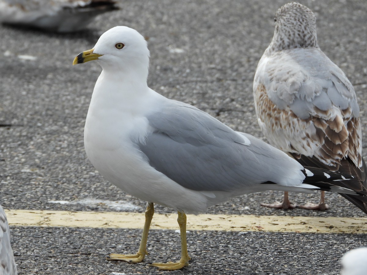 Ring-billed Gull - ML616560726