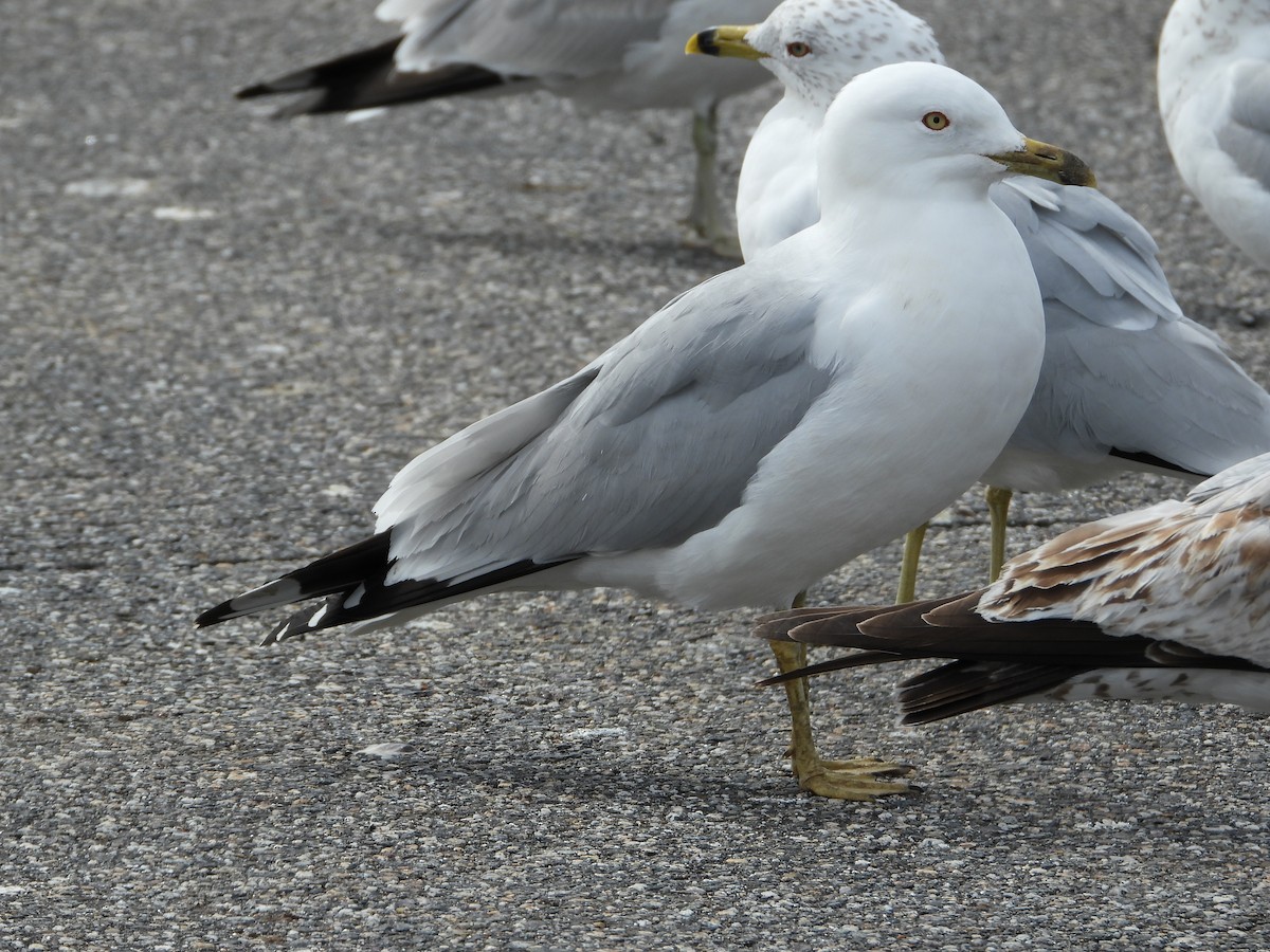 Ring-billed Gull - ML616560729