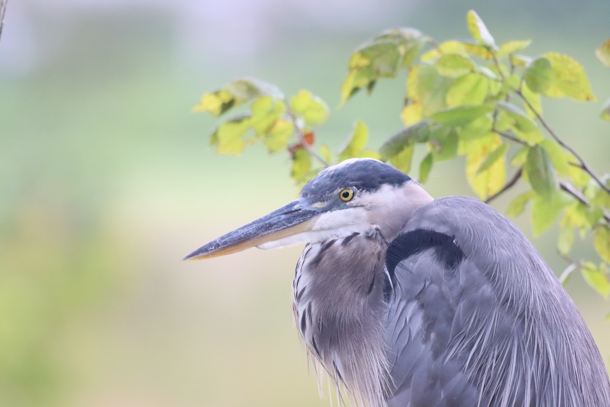 Great Blue Heron - ML616560772