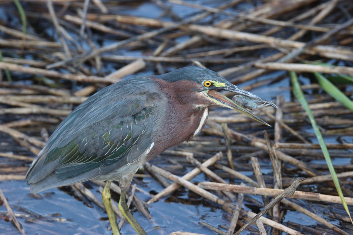 Green Heron - ML616560799