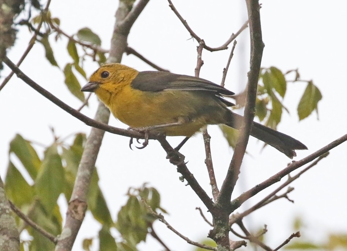 Yellow-headed Brushfinch - Trevor Ellery