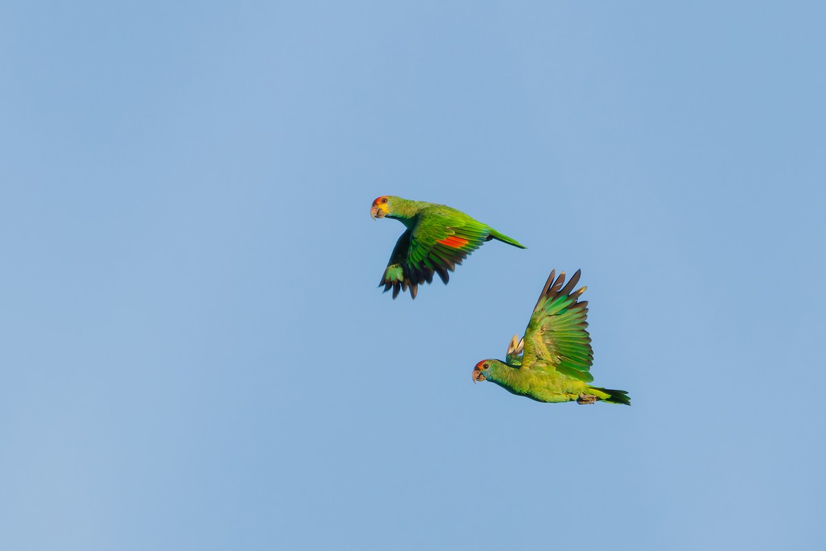 Red-browed Parrot - ML616560896