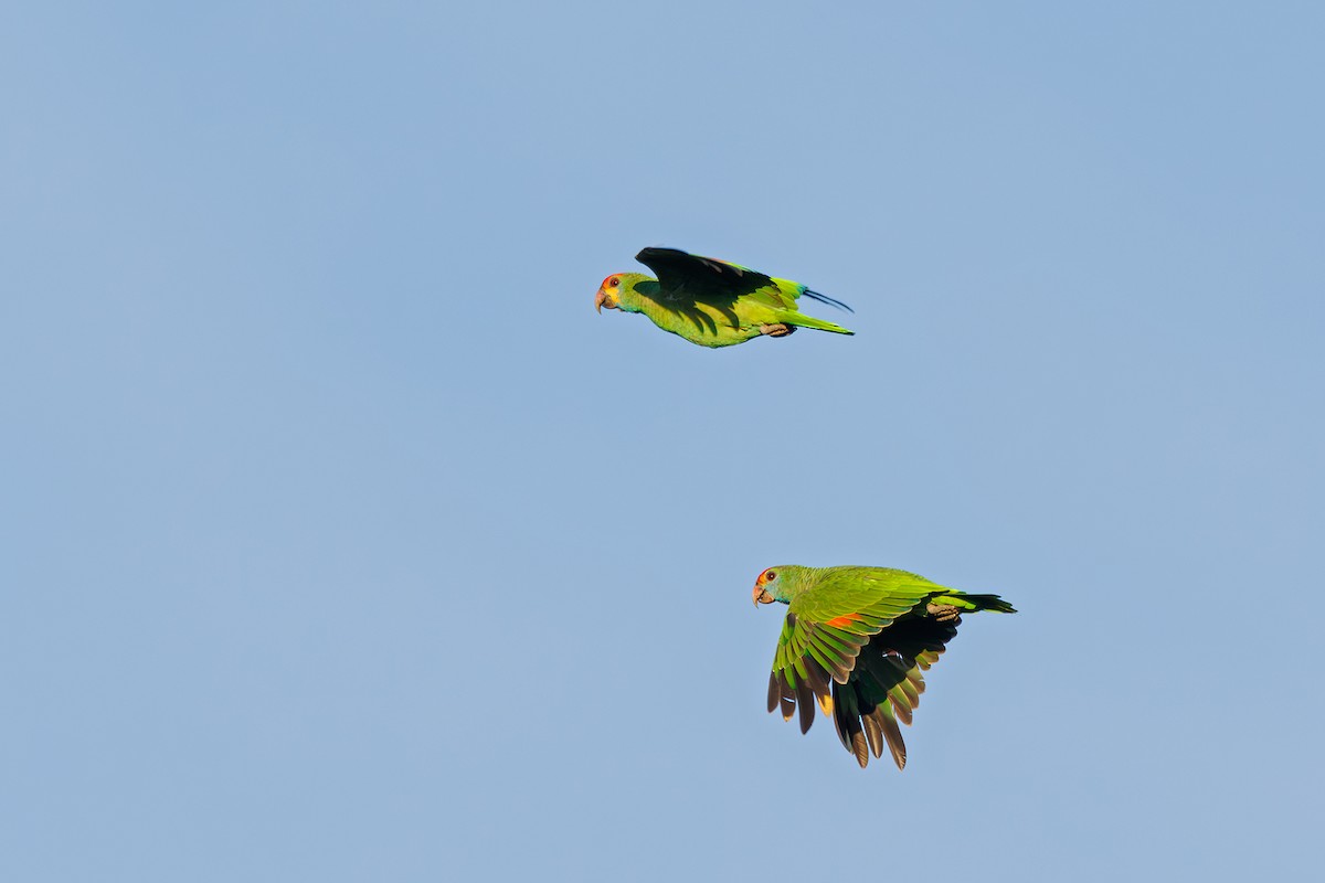 アカマユボウシインコ - ML616560897