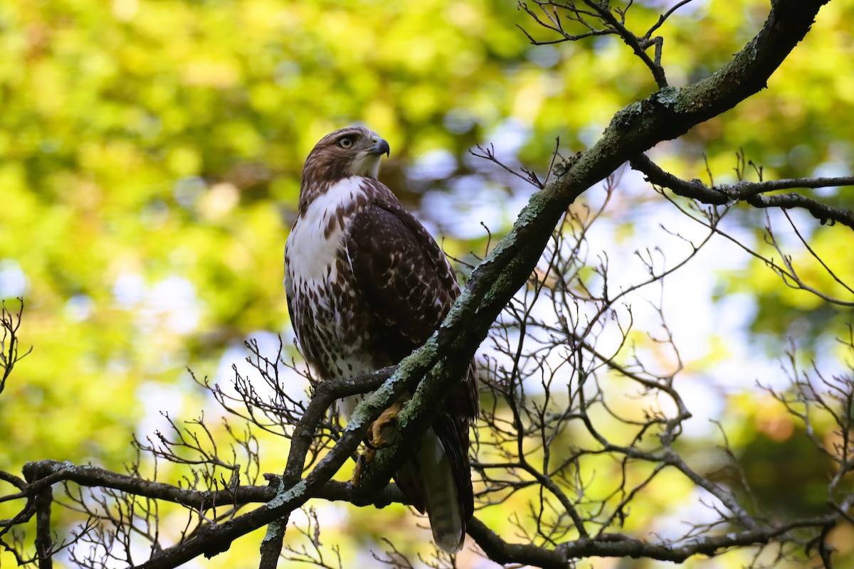 Red-tailed Hawk - ML616561119