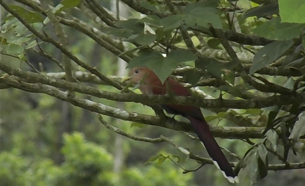 Squirrel Cuckoo - ML616561124