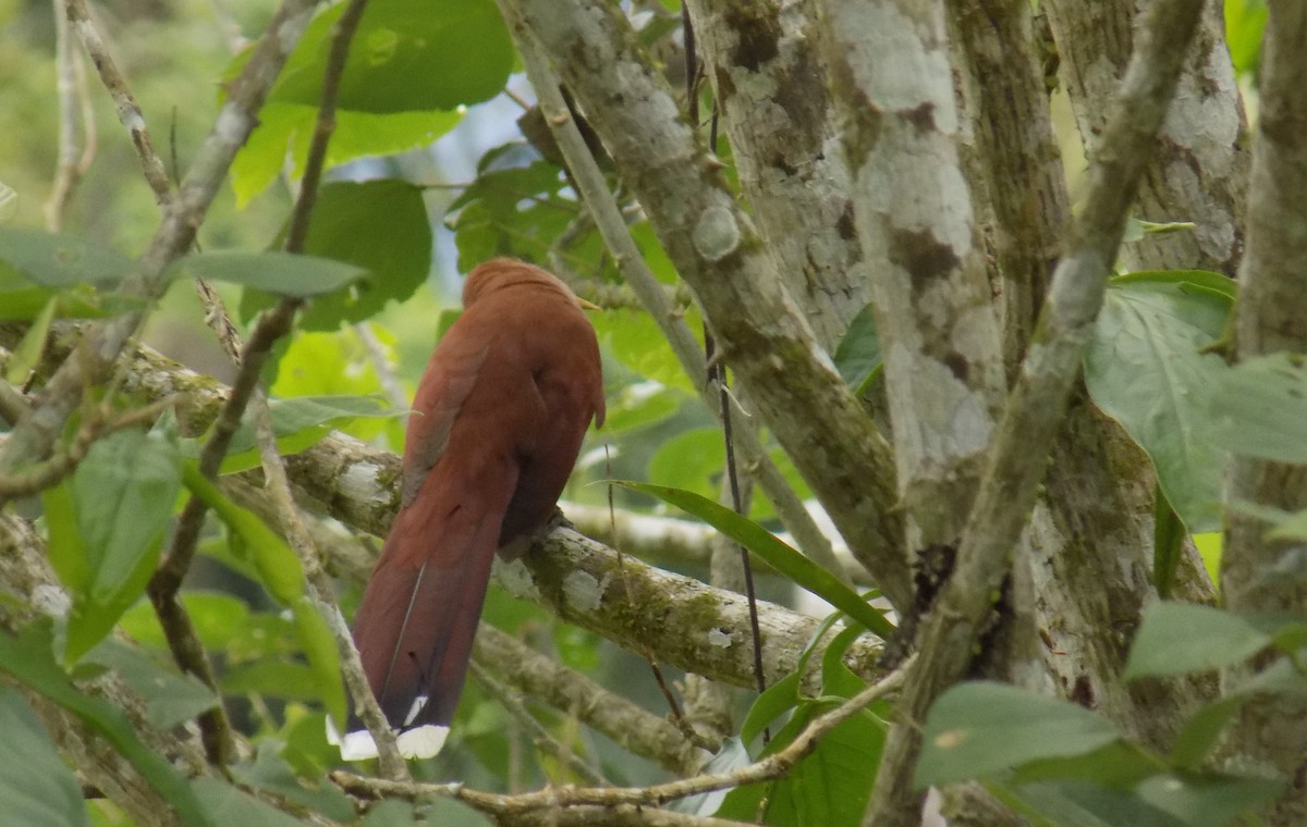 Squirrel Cuckoo - ML616561125