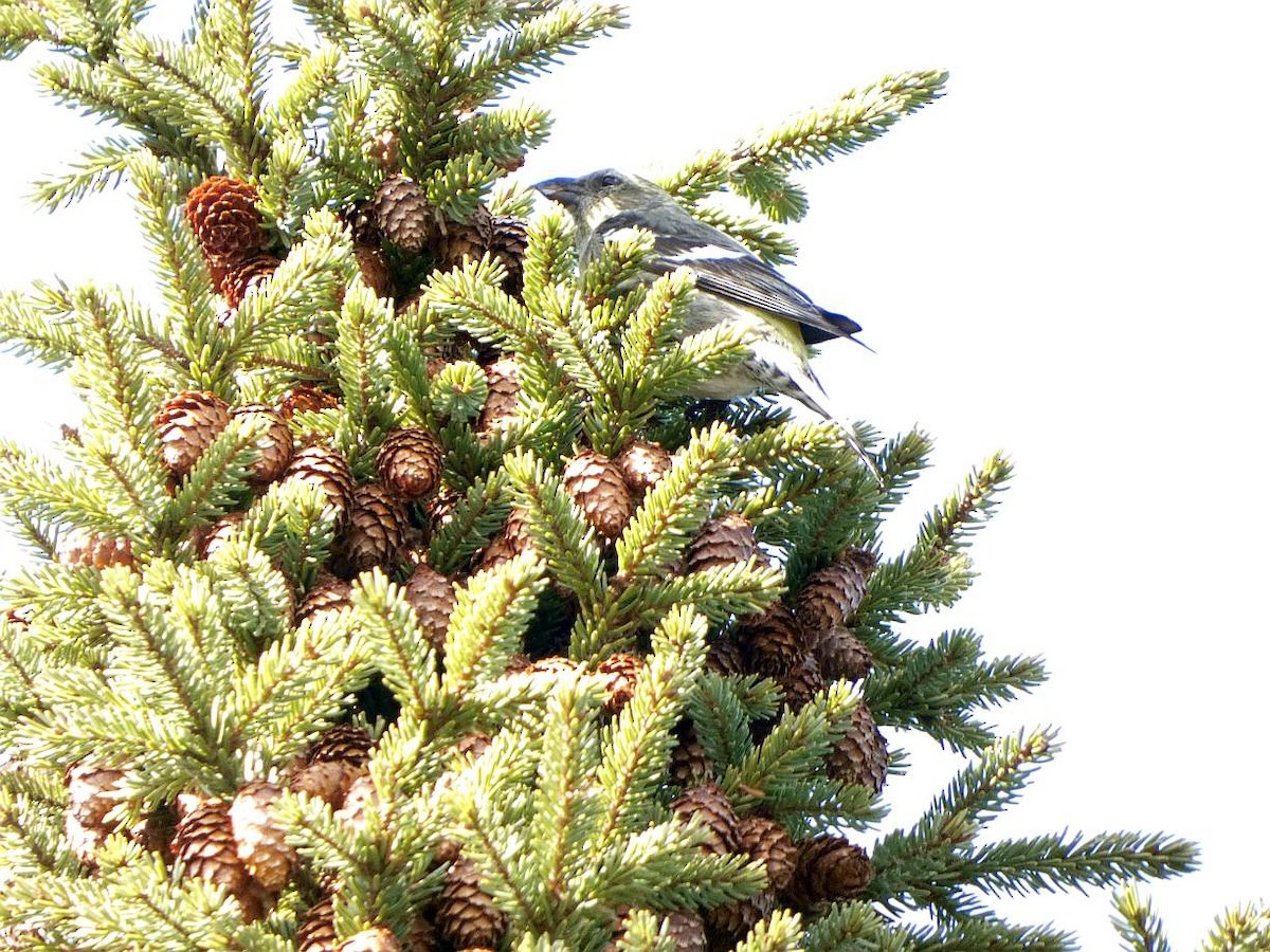 White-winged Crossbill - Brian Hill