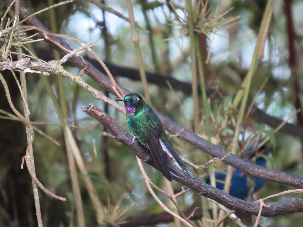 kolibřík turmalinový - ML616561131