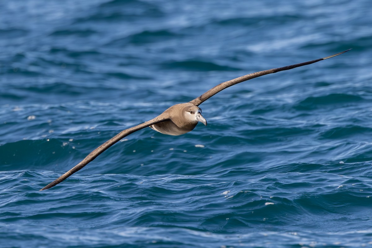 Black-footed Albatross - Roger Adamson
