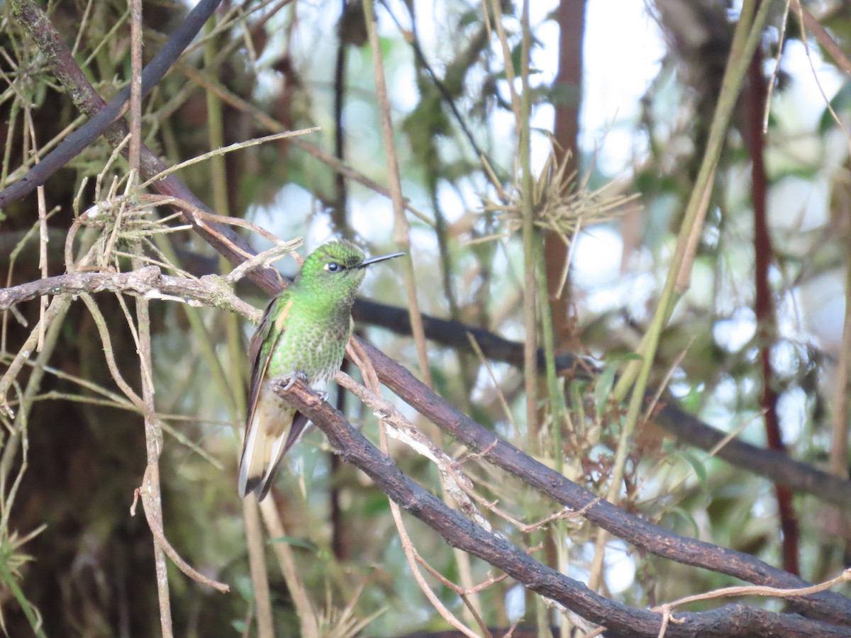 Buff-tailed Coronet - ML616561146