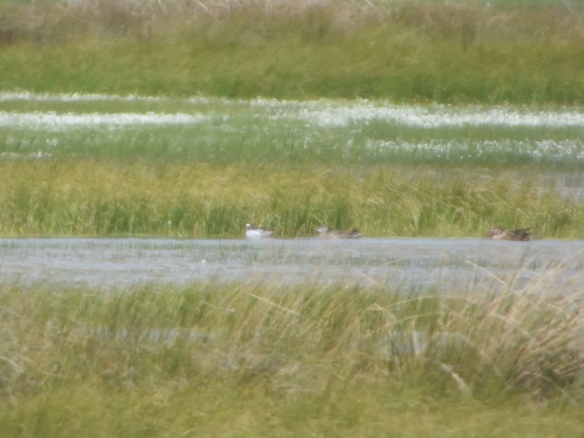 Blue-winged Teal - Miguel Martín Jiménez