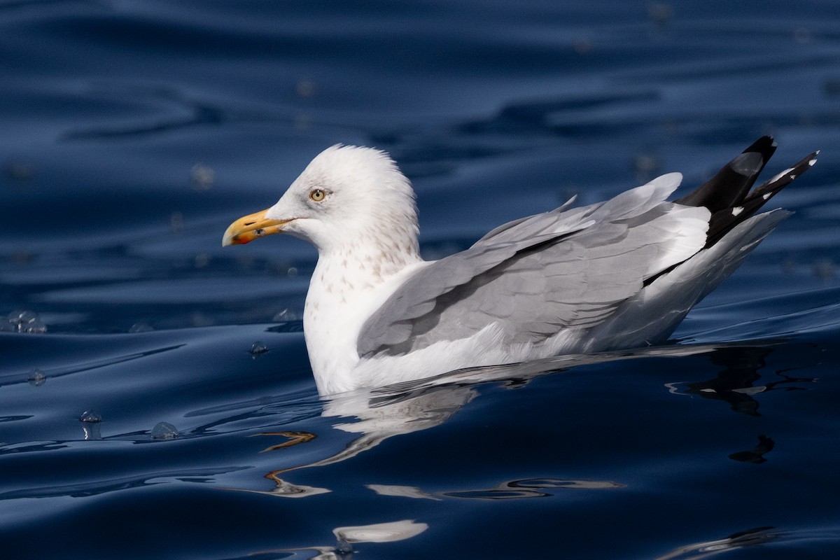 Herring Gull (American) - ML616561221