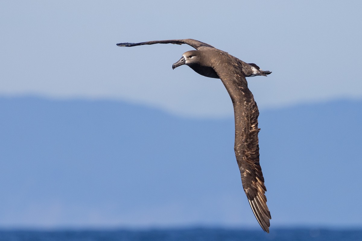 Black-footed Albatross - Roger Adamson