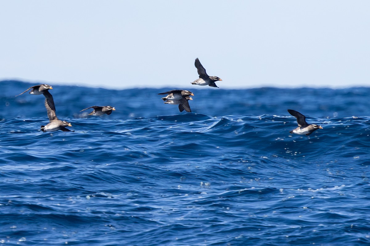 Rhinoceros Auklet - Roger Adamson