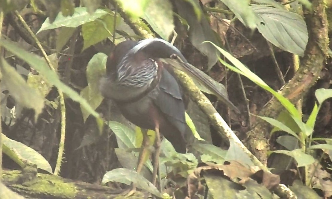 Agami Heron - ML616561312