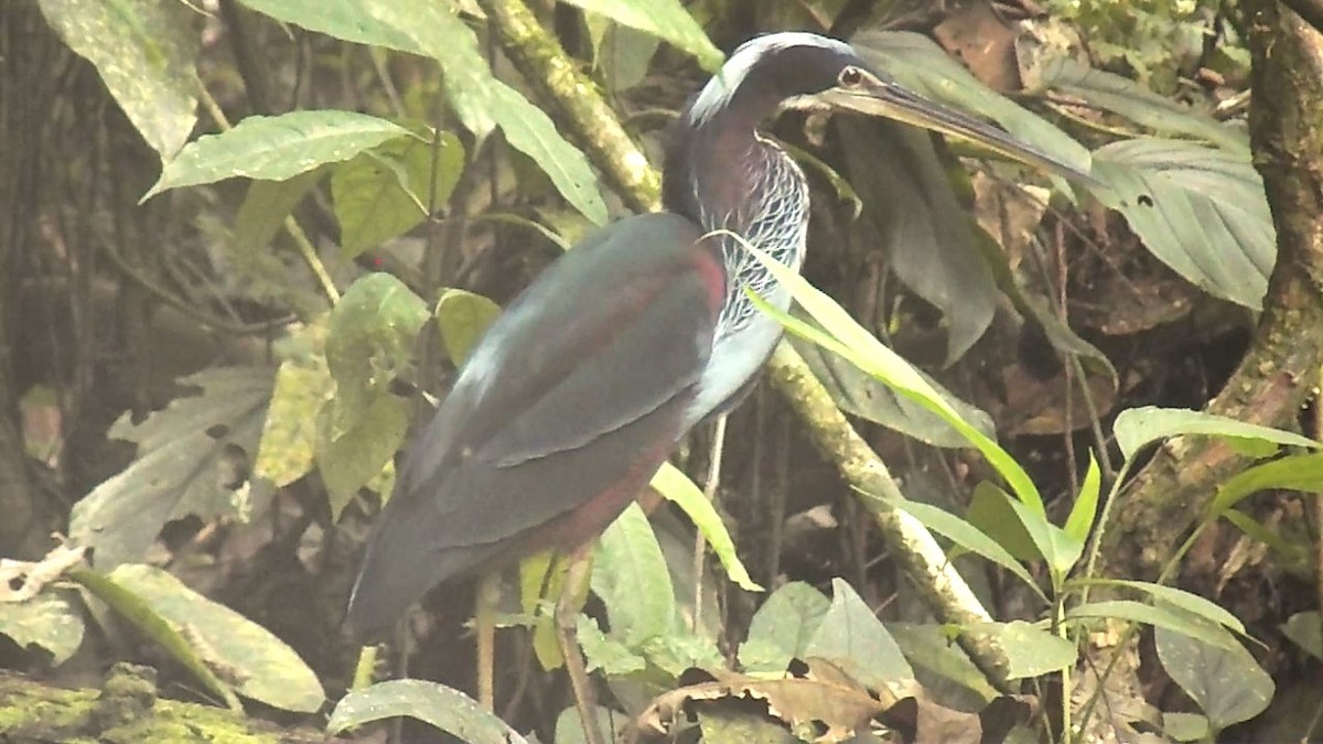 Agami Heron - ML616561313