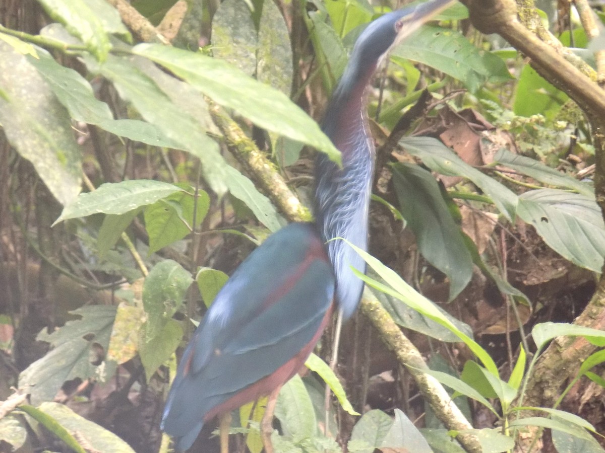 Agami Heron - ML616561314