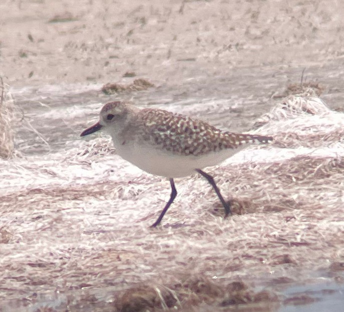 Black-bellied Plover - Donna Stumpp