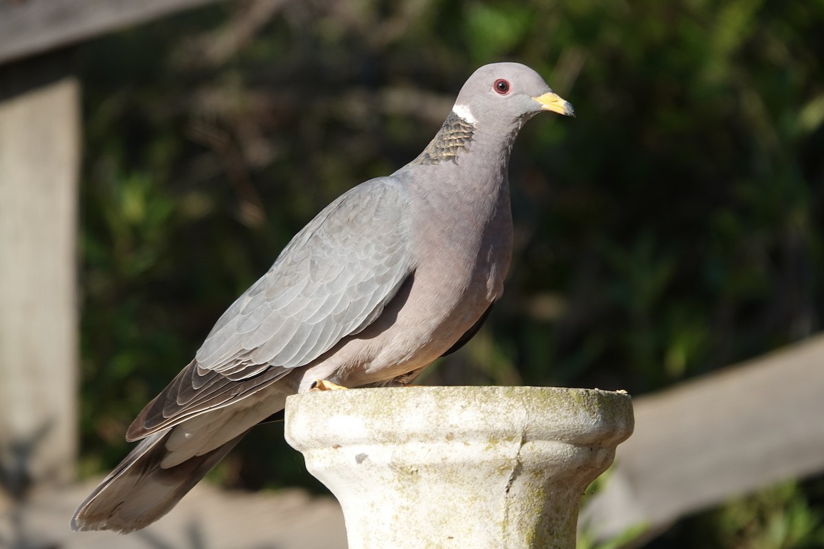 Band-tailed Pigeon - ML616561329